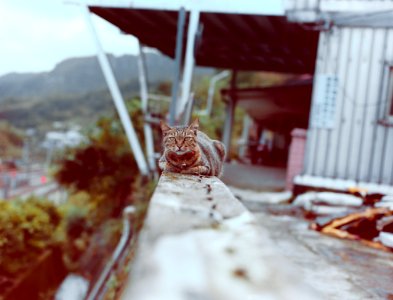 Taiwan, Houtong, Film