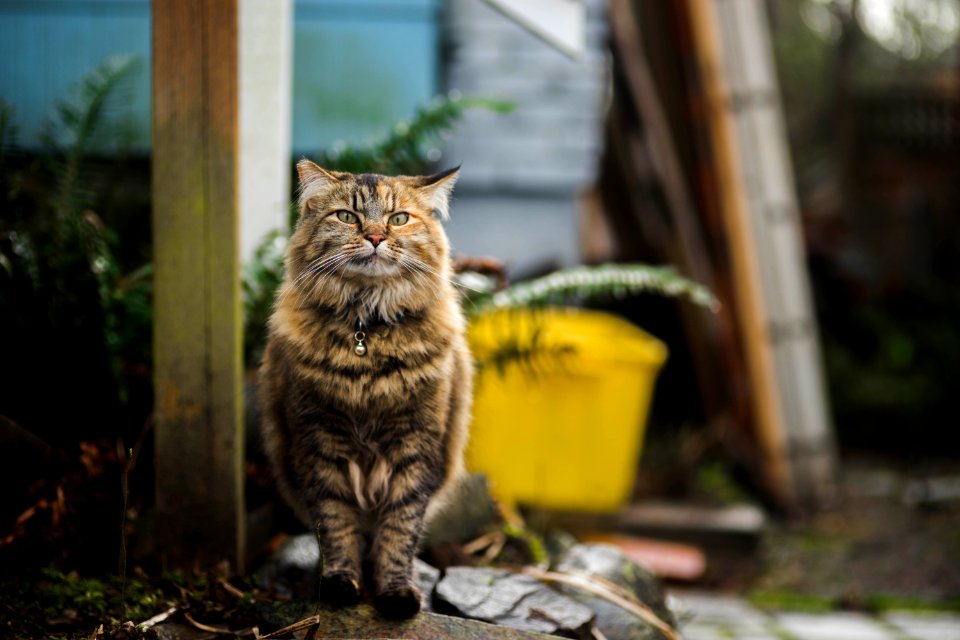 tortoiseshell cat sitting on rock