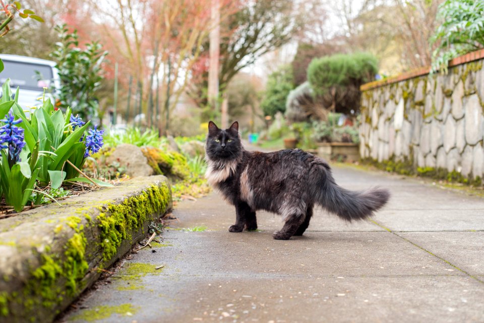 Portl, United states, Solomonthecat