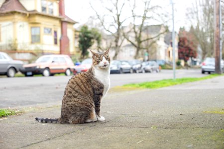 Portl, United states, Catmapper