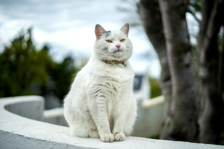 Reykjavk, Icel, Cat