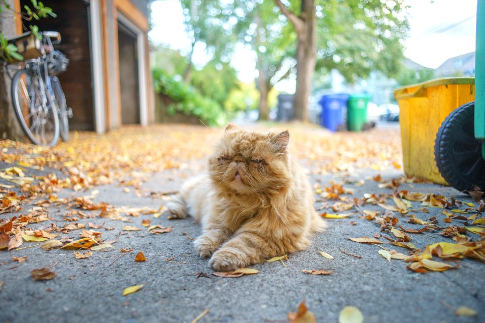 Portl, United states, Catmapper