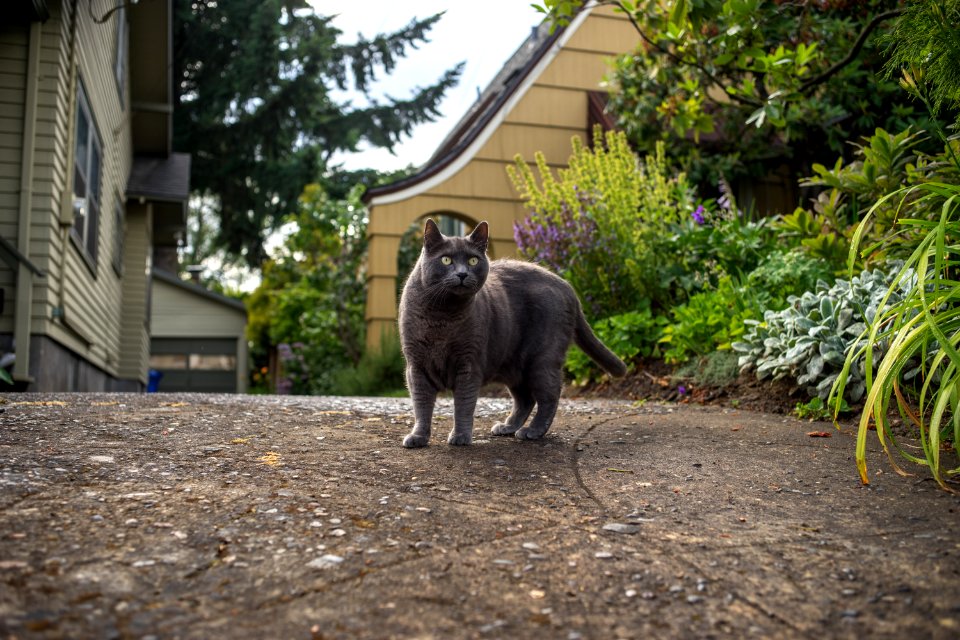 Portl, United states, Catmapper