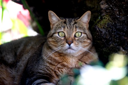Portl, United states, Cat