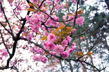 Blossom nature pink