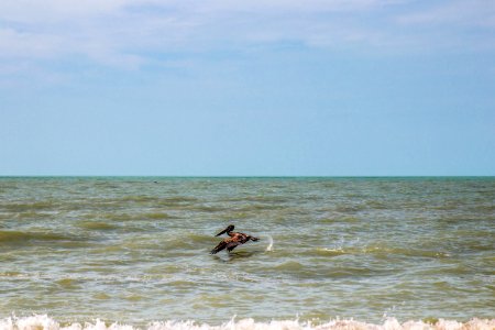 Florida, Ocean, Bird