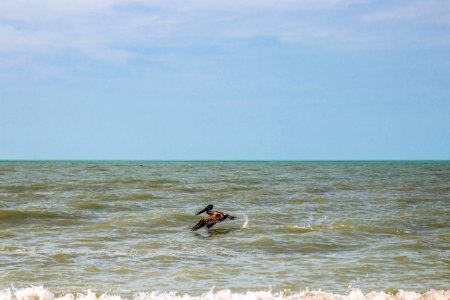 Florida, Ocean, Bird photo