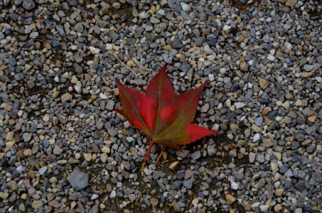 Rotterdam, Netherl, Fall photo