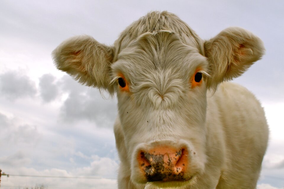 Farm stare brown farm