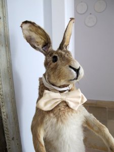 Bowtie, Easter, Rabbit