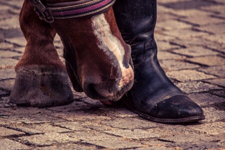 Horse hoof foot animal photo