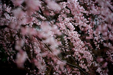 selective focus photography of pink Cherry Blossom