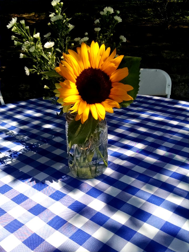 Picnic, Summer, Sunflower