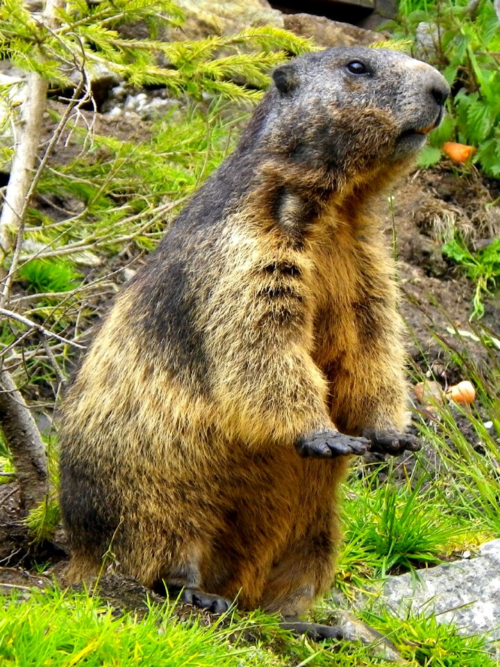 Marmot rodent close up