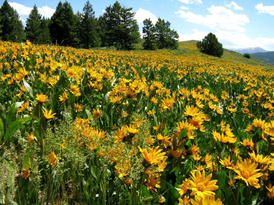 Driggs, United states, Mountain top