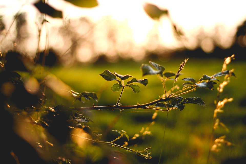 Leaves, Nature, Green