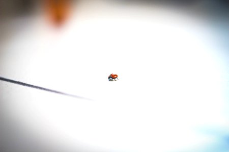 Red, Ladybug photo