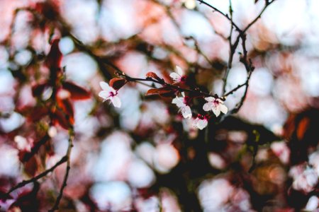 Blossom, Pink, Nature