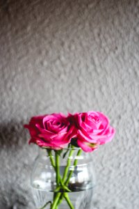 Pink, Flower, Rose