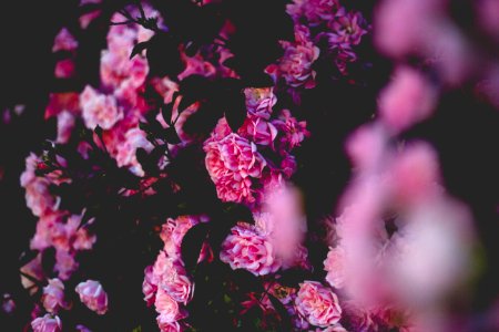 Rose, Floral, Nature photo