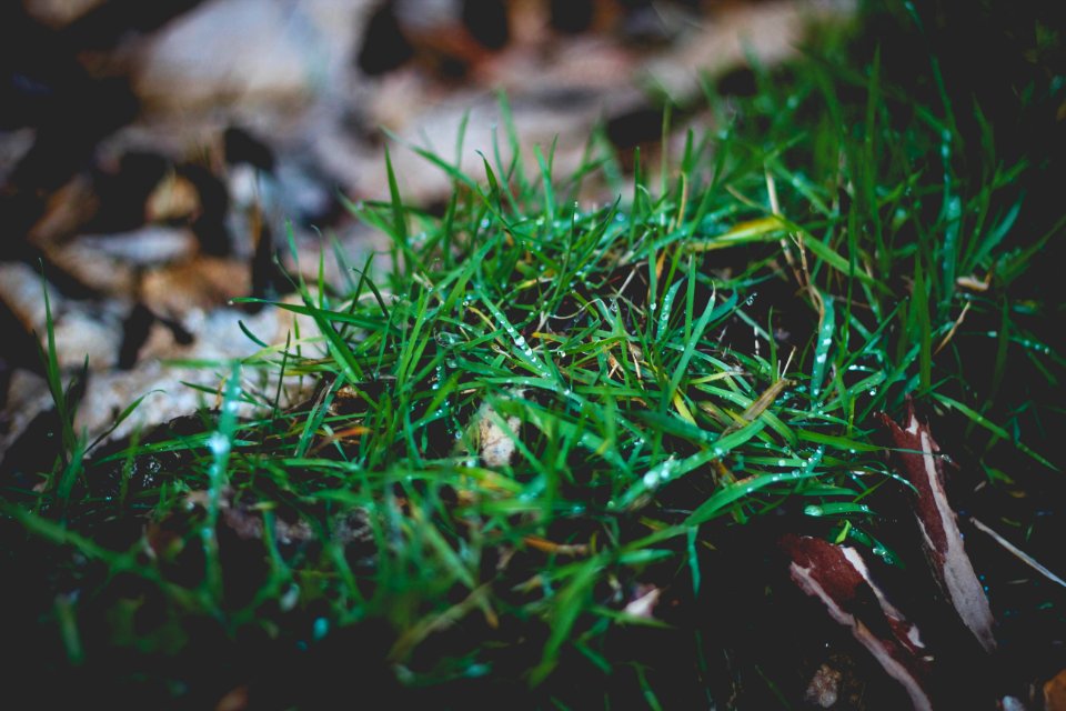 Leaves, Green, Nature