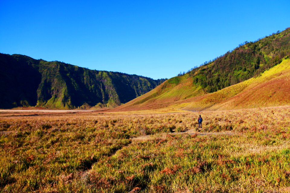 Bromo tengger semeru national park, Indonesia, Green