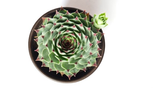 Echeveria, White background, Bloom photo