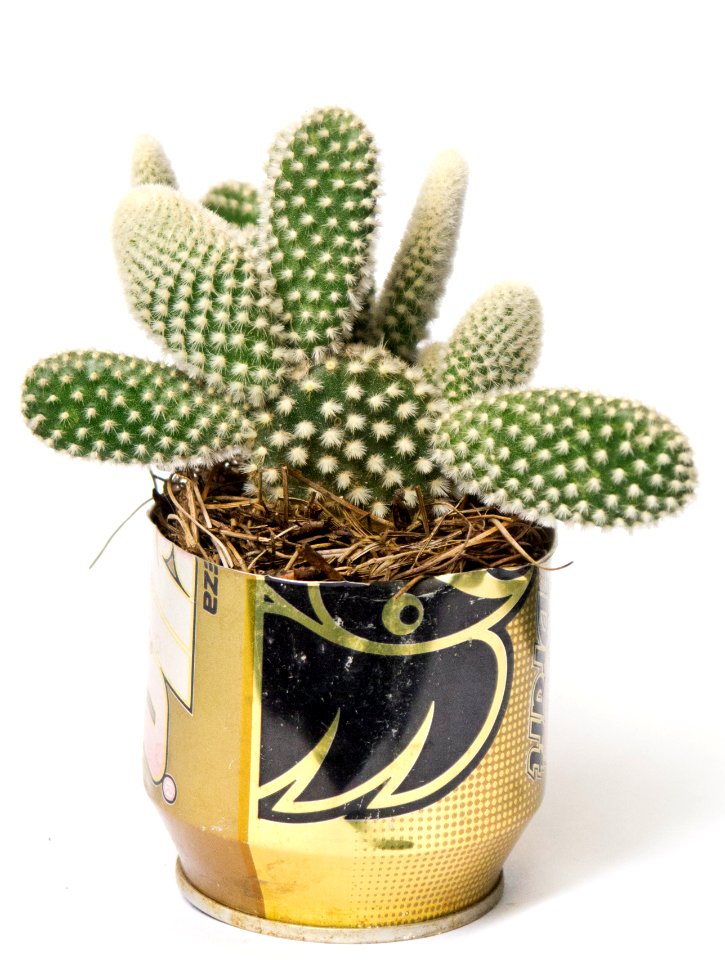 Beer can, Thorns, White background