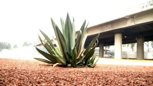 Agave, Urban, Nature