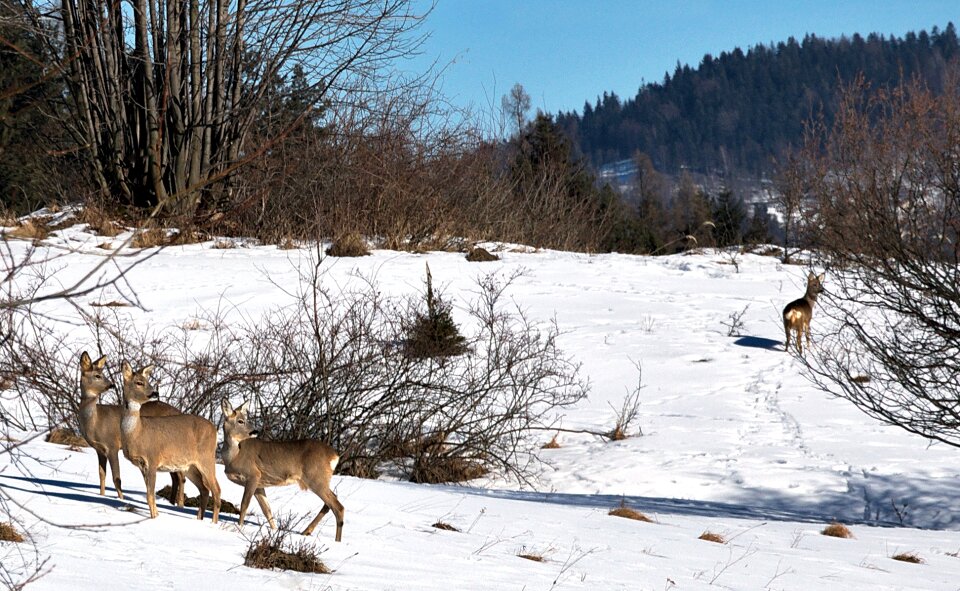 Nature sarna mountains