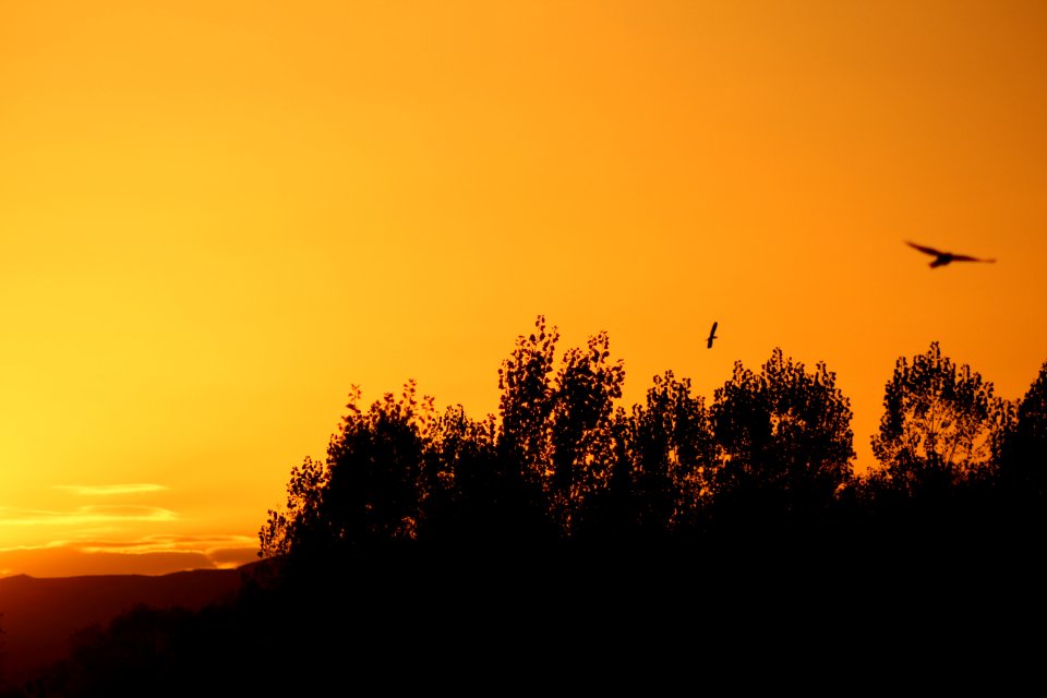 Sivas, Turkey, Trees