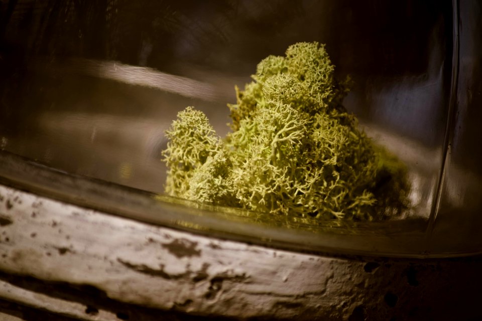 Glass, Plant, Terrarium