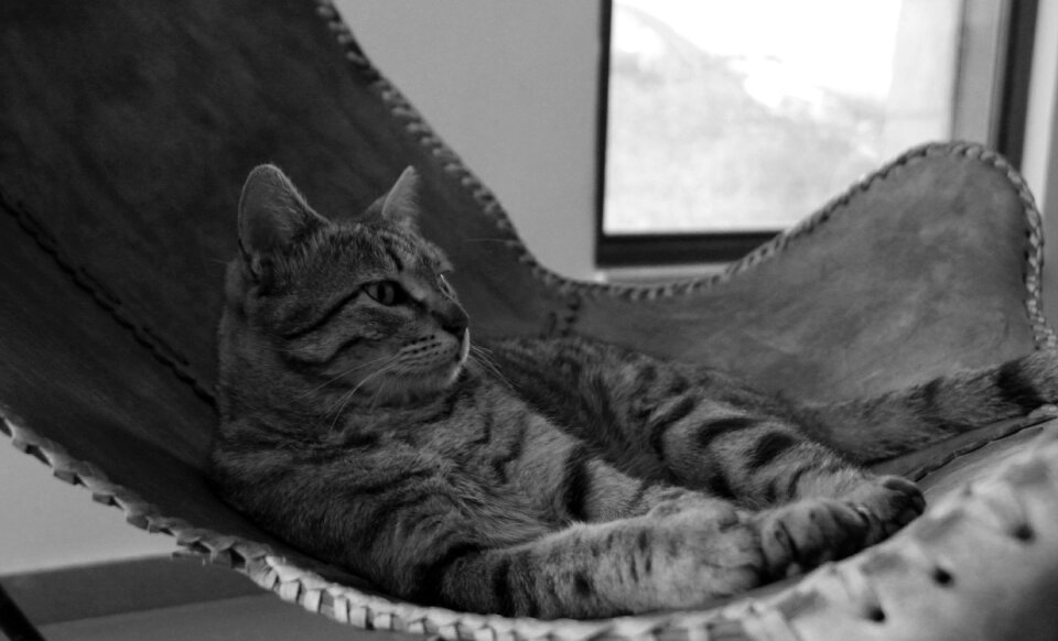 Animal cute domestic
