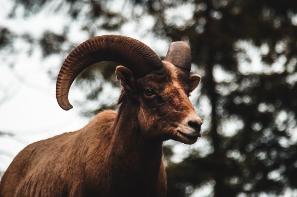 Los angeles, Los angeles zoo, 300mm