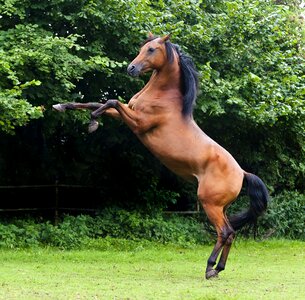 Horse pferdeportrait arabian horse photo