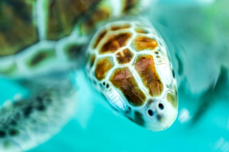 underwater photography of brown sea turtle