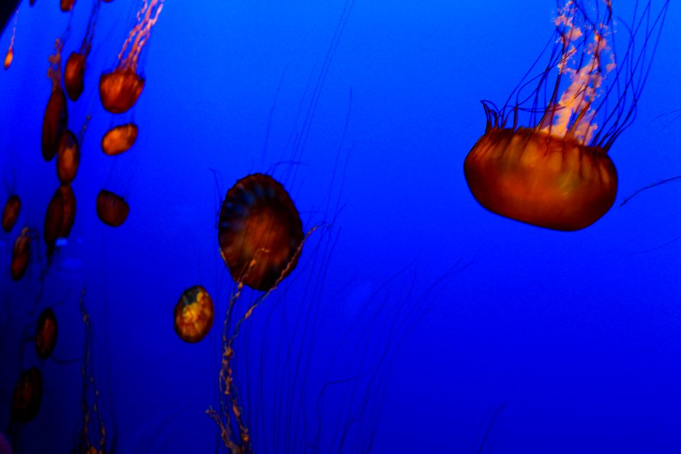 Monterey, United states