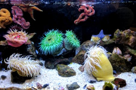 photography of aquarium with corals photo
