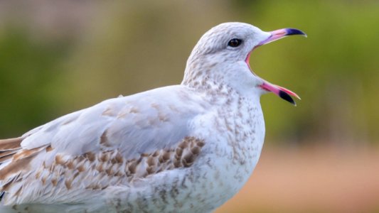 Wildlife, Bird, Macro shot