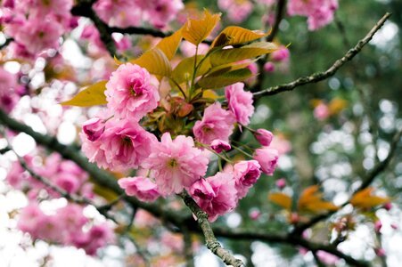 Blossom nature pink