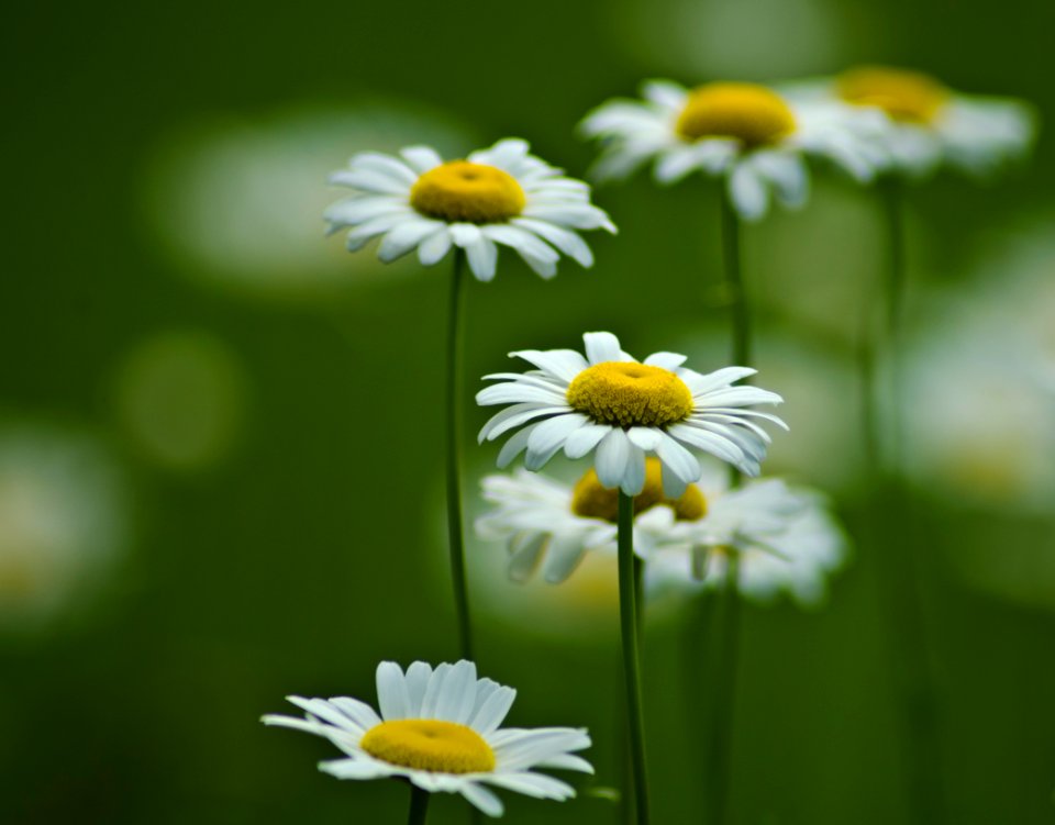 selective focus photography of white-and-yellow daisy flowers