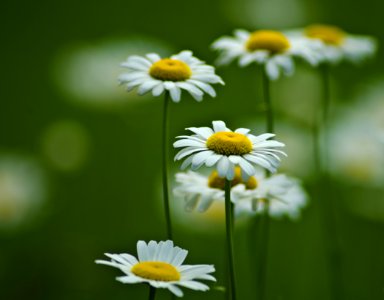 selective focus photography of white-and-yellow daisy flowers photo