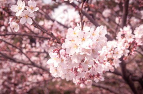 Korea, Spring, Flower photo