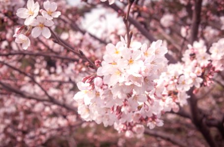 Korea, Spring, Flower