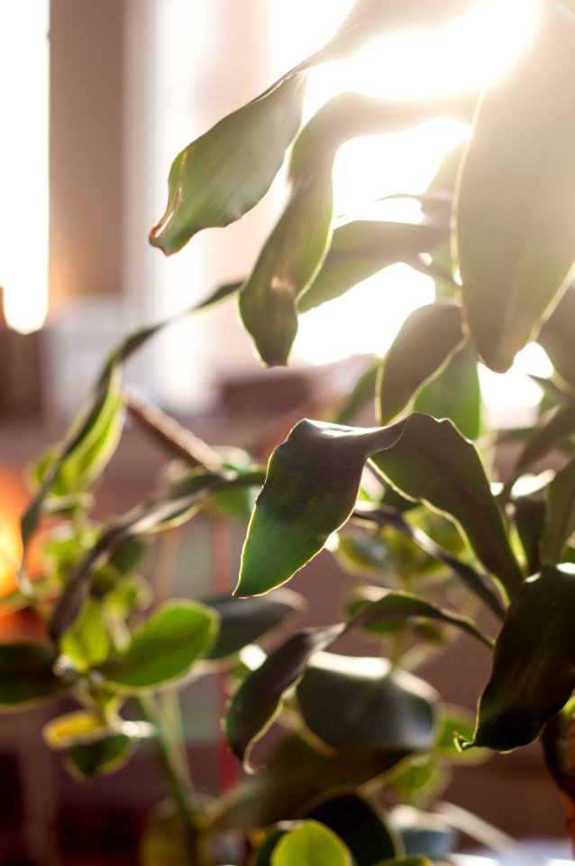 Korea, Plants, Light