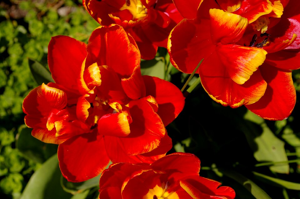 Flower spring nature