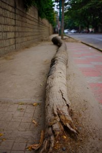 Nature, Pavement, Street