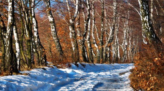 Winter nature landscape photo