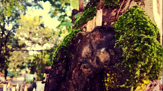 Maesai it, Tambon wiang phang kham, Thail