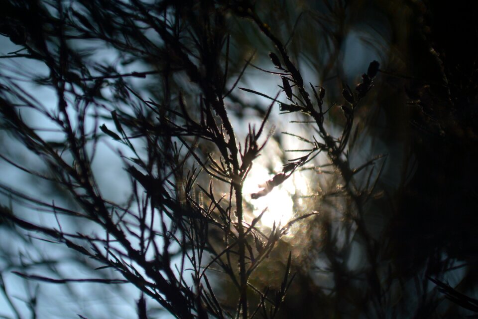 Backlight evening home